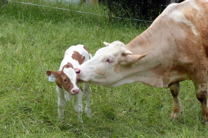 A Simmental cow and calf