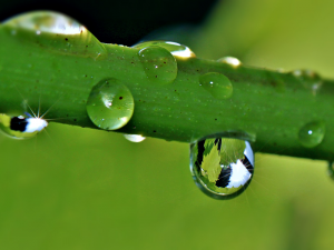 Surface tension holds raindrops together on a grapevine